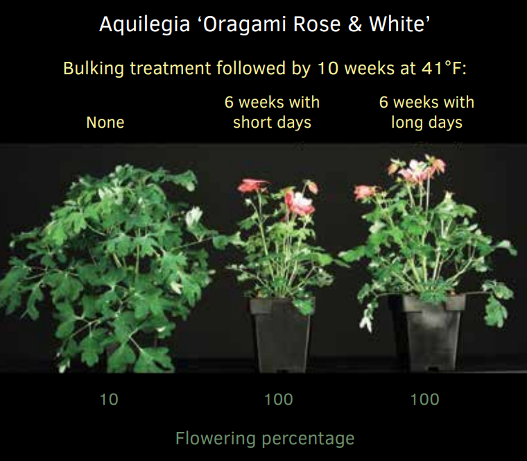 Juvenility in perennials fig 1